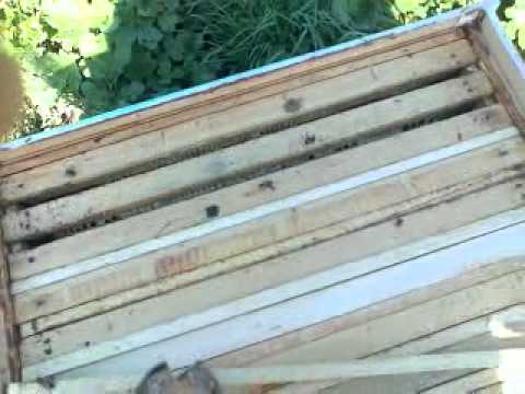 Как сделать соты для пчёл Как сделать соты для пчёл
