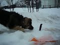 Крым,охота на Сёмгу