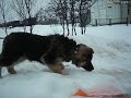 Крым,охота на Сёмгу