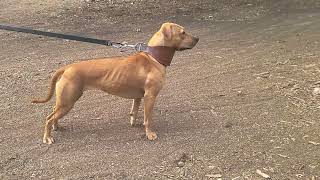 Saxon The American Pitbull Terrrier By Tom Garner Confirmation. Apbt Redboy Cottingham Bloodline