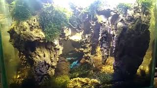 Batu Barong Stone Untuk Aquascape Tema Gua Modal 250 Ribu Ikannya Anteng Banget