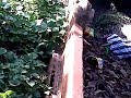 Anak Sma Mesum Di Hutan images Anak Sma Mesum Di Hutan