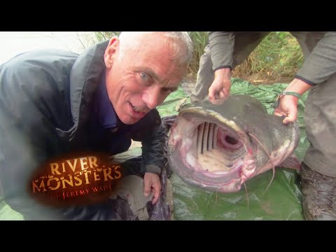 видео как сом ест людей и видео как сом ест людей и