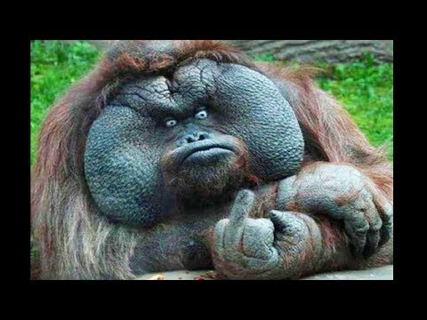 🦁 Funniest Animals 🐼 Try Not To Laugh 🤣 Funny Domestic And Wild Animals' Life
