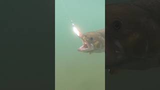 Underwater Brookie Fight