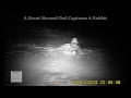 AMAZING - Great Horned Owl Captures Rabbit - Coyotes & Other Predators Visit Kill Site