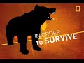 Survival Guide: Gorilla Attack