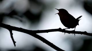 Watch Jack Hardy The Wren video