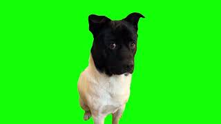 Green Screen Guilty Dog Meme