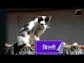 पालतू जानवरों के नाम इंग्लिश और हिन्दी में|Pet&39s name in English and Hindi