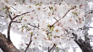 cherry blossoms 2021 seoul