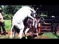 Hybrid Horse Donkey Mating with Burro