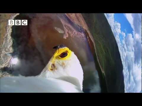 Earthflight (Winged Planet) - Spectacular Fish Eagle Hunts Flamingos (Narrator David Tennant)