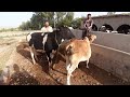 crazy bull attack on small cow cow first time meeting new HD video 2022/for animals lovers