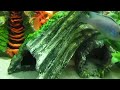 100 Gallon African Cichlid Tank