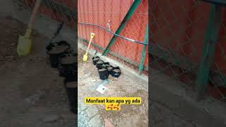 Tempat Baru Buka,,Tanaman Pun Baru Tanam Jga..smua Baru