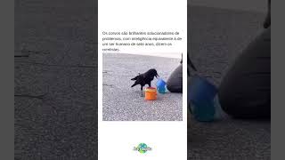 A Inteligência Dos Corvos É Surpreendente