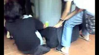 Video Starter Purwadi
