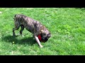 English Mastiff Toys - Big Dog Toys - Jolly Egg Review