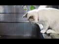 水とクロ 　Cat and faucet