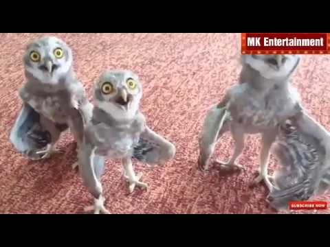 Funny Animals: Try not to laugh animals vines