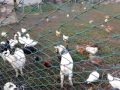 Animali