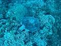 珊瑚を齧るカメ in ケラマ