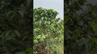 Mzungu Project 201920 Sl28 Weakness