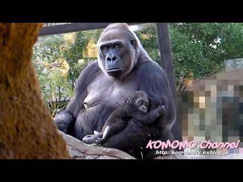 ＃3 Baby Gorilla @ Ueno Zoo  サービスが良いモモコ