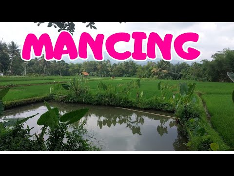 Mancing