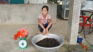 Poor Child Harvest Snails To Sell - Orphan Life Clear Hills To Grow Corn - Green Forest Farm