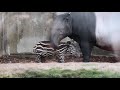 The CUTEST Baby Animal in the World