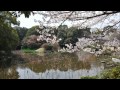 名勝庭園　勧修寺の桜