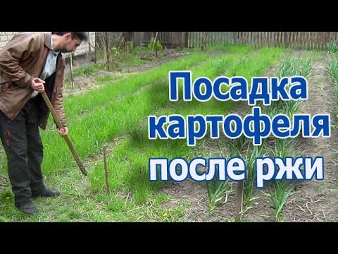 После картофеля сажаем рожь 815