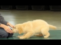 Puppy Mouthing (Training Basics) | Teacher's Pet With Victoria Stilwell