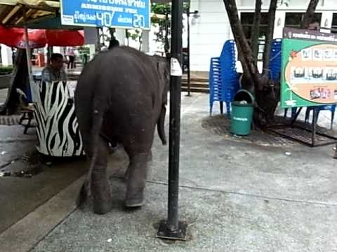 Elephant in Dusit Zoo - Khao Din Khaosan Bangkok  Thailand バンコク 動物園 象