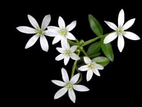 Gardens of Serenity - Different Light Studio - Portion of DVD