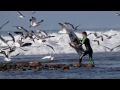 surfers