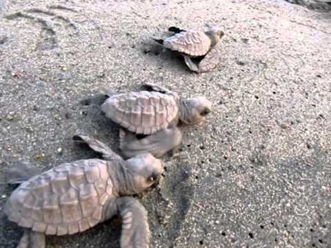 sea turtles hatching