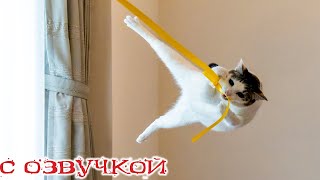 Приколы С Котами! Самые Смешные Животные! С Озвучкой! До Слёз!