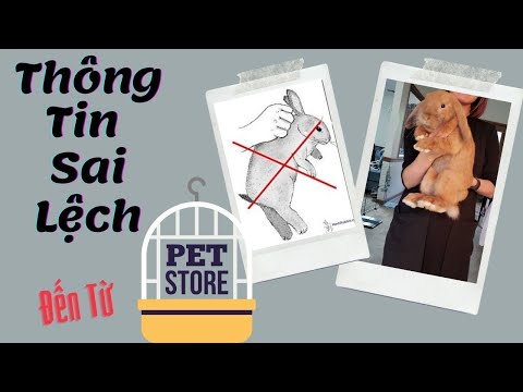 10 Thông Tin Sai Lệch Về Thỏ Từ Tiệm Thú Nuôi - 10 Incorrect Informations From Pet Store