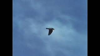 Outback Vampires 1988 Clip 01