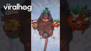 Rat Celebrates St. Paddy's Day || Viralhog