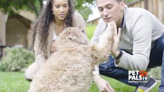 Interactive gadgets make great pet gifts