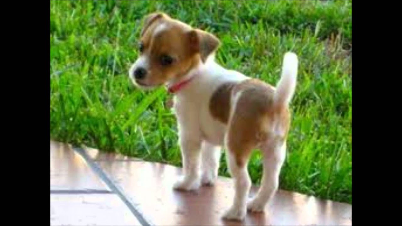 how much is that puppy in the window how much is that in the window how much is that puppy in the window how much is that in the window