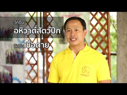 การเลี้ยงไก่พื้นเมือง ตอนที่ 6: โรคไก่พื้นเมือง กันไว้ดีกว่าแก้