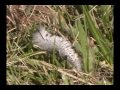 Hairy Caterpillar Crawling Across The Lawn