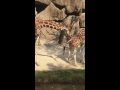 Male Giraffe Shows Pre Habits of Mating