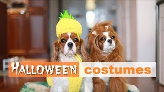 HALLOWEEN COSTUMES FOR DOGS | Funny dogs in Halloween costumes