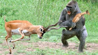 Gorilla Hunt Baby Impala, Impala Est Trop En Colère Pour Abattre Le Gorille Pour Sauver Le Bébé